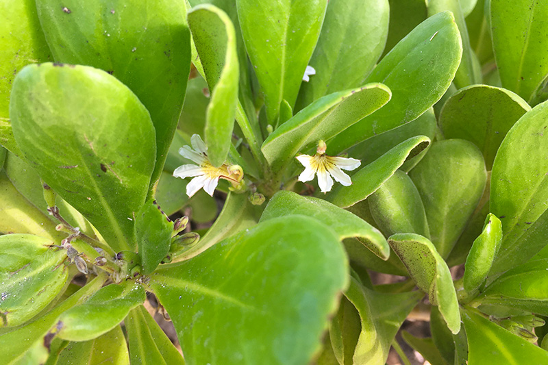 ハワイを代表する花の名前 ハワイ定番の花10種類の意味と花言葉